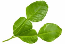 Fresh kaffir lime leaves ( 4 pieces )