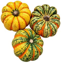 Dovleci micuti decorativi mix