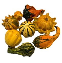 Dovleci micuti decorativi diverse forme si culori (bucata)