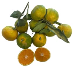 Clementine verzisoare si acrisoare de sezon nou din Italia (bucata)