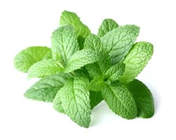 Nasul Rosu ECO Roinita (Mellisa) din ferma