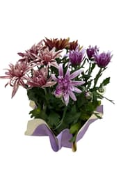 Chrysanthemum violet 40/15 cm pot