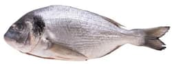 FJORU Dorada proaspata eviscerata certificata Global GAP