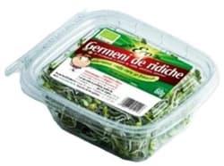 ECO Germeni de ridiche