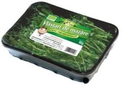 ECO Vlastari de mazare