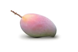 Mango Osteen din Sicilia