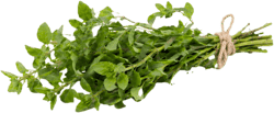Ferma Sarai (in ECO conversion)Fresh Oregano link