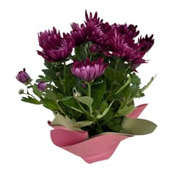 Chrysanthemum in purple rope pot
