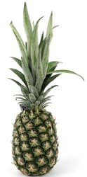Ananas 1.3 KG+