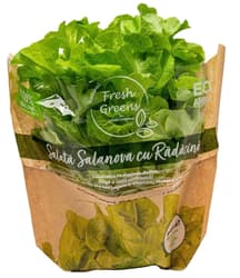 Ferma Lolita Salanova bionda cu radacina