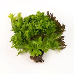 Ferma Lolita Salanova mixta cu radacina