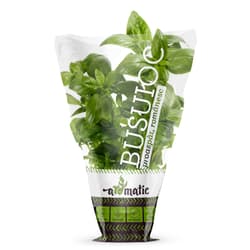 Busuioc in ghiveci biodegradabil