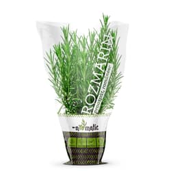 Rozmarin in ghiveci biodegradabil