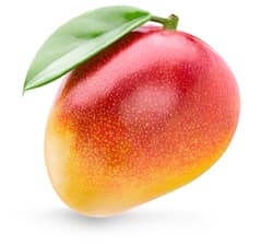 Mango tree ripe bucata
