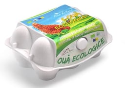 Fresh Eggs