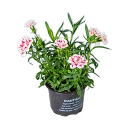 Flowers and Plants