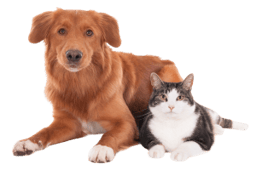 Pet Shop