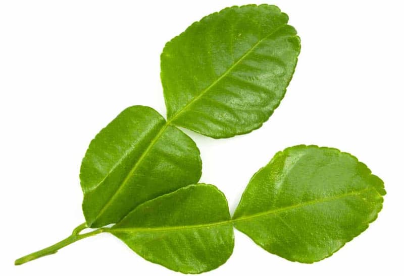 Frunze proaspete de kaffir lime ( 4 bucati )