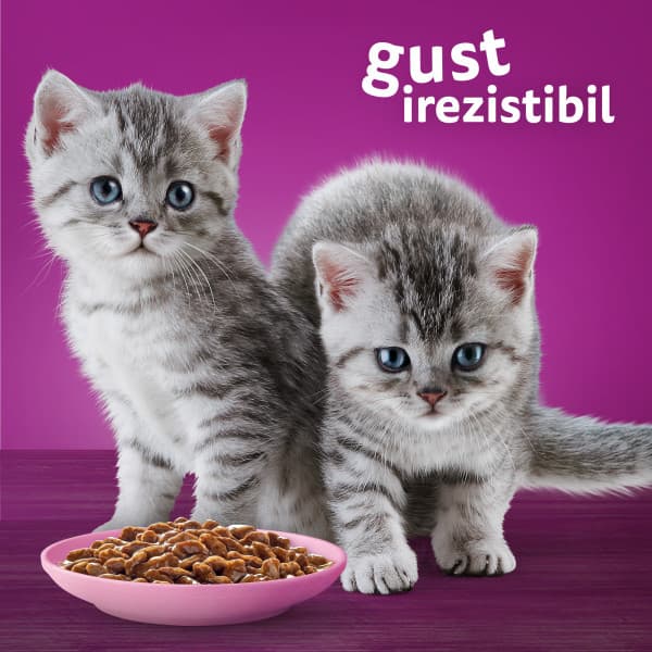 Whiskas Junior Wet Food for Junior Cats, Classic Selection in Meat Sauce 12 x 85 g
