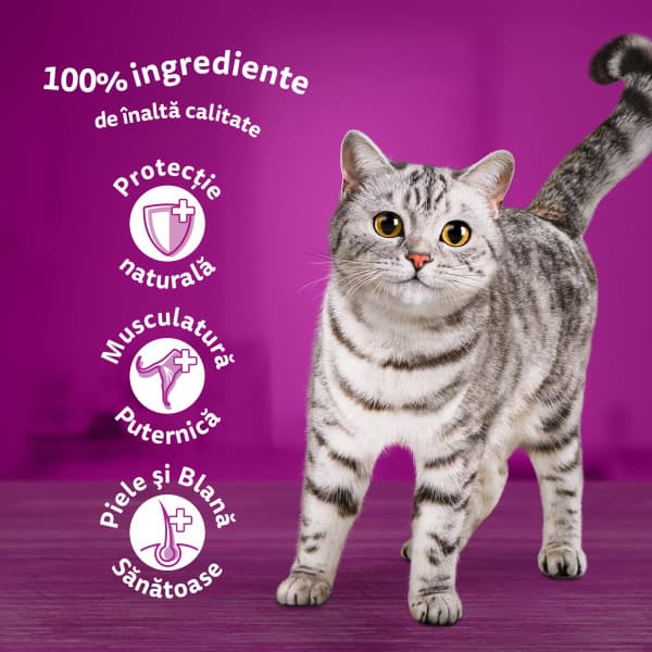 Whiskas Adult Cat Wet Food, Fish Selection in Jelly 12 x 85 g