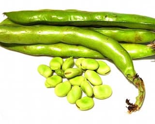 ECO Fava beans