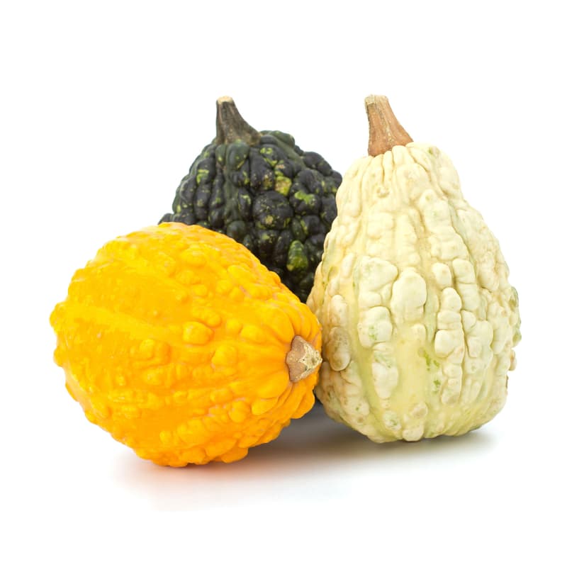 Mixed Small Decorative Pumpkins