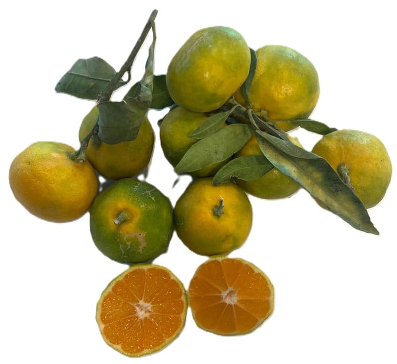 Clementine verzisoare si acrisoare de sezon nou din Italia (bucata)
