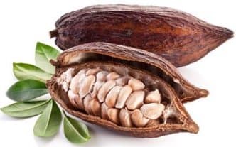 Cocoa fruit