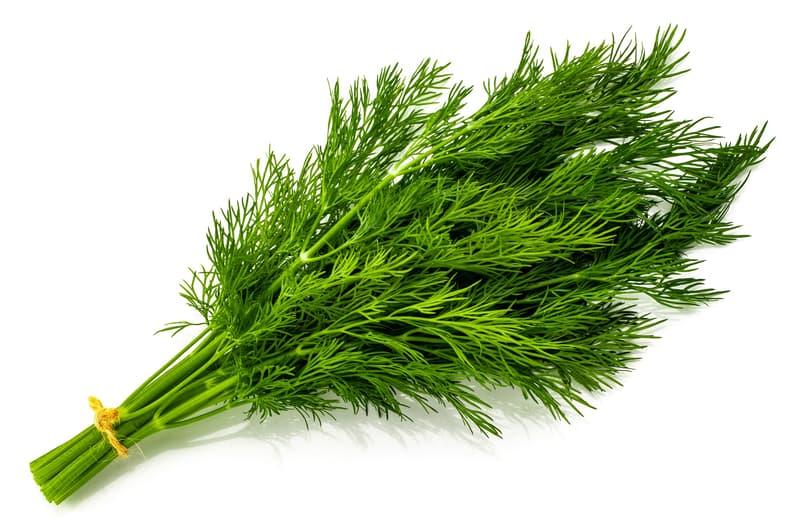 ECO Fresh dill packed