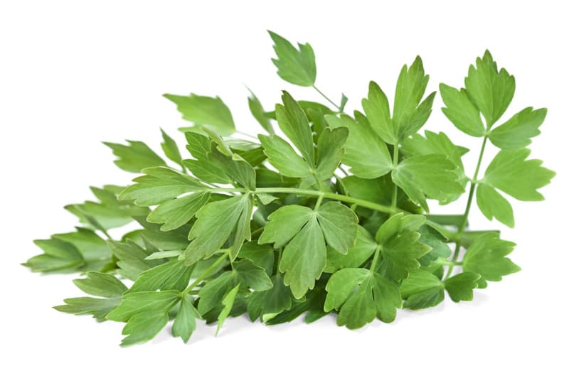 Fresh Romanian Lovage bundle