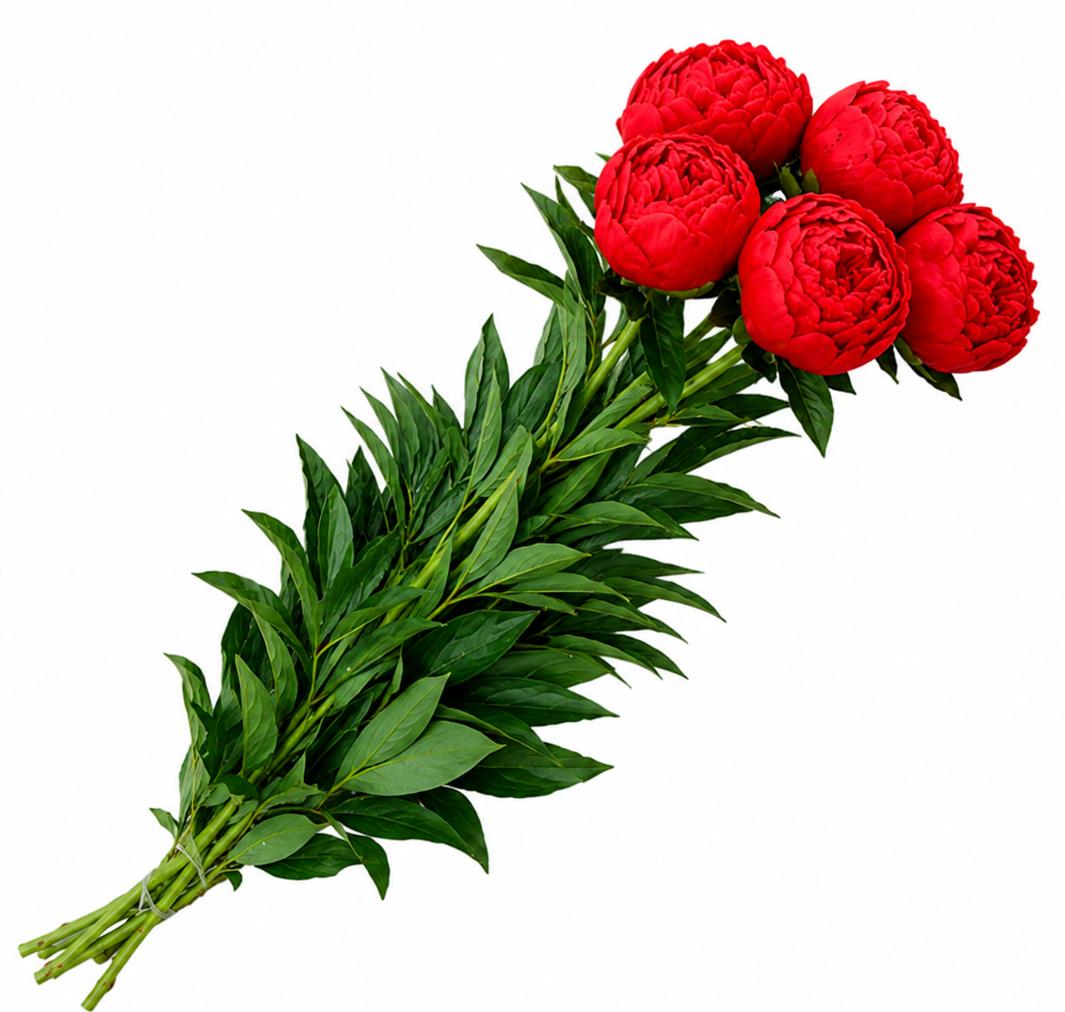 Floris Buchet de bujori rosu 5 fire
