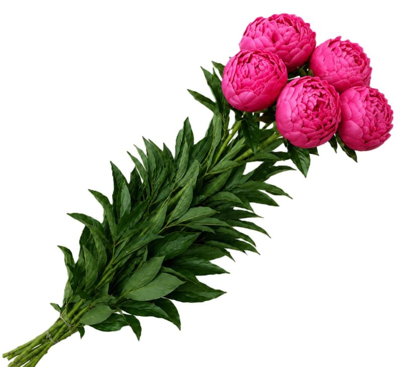 Floris Buchet de bujori rosu 5 fire