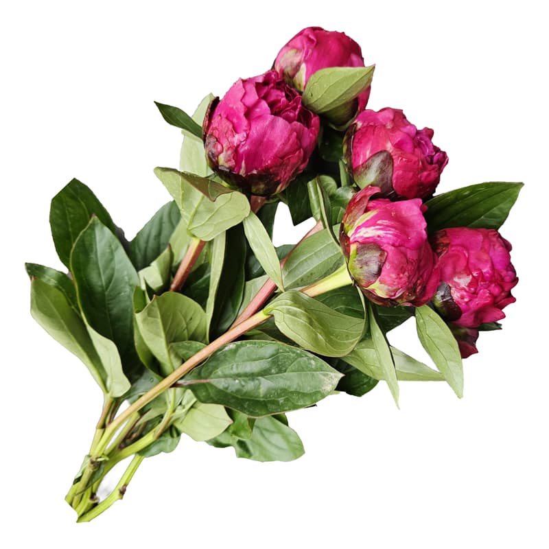 Floris Buchet de bujori siclam 5 fire