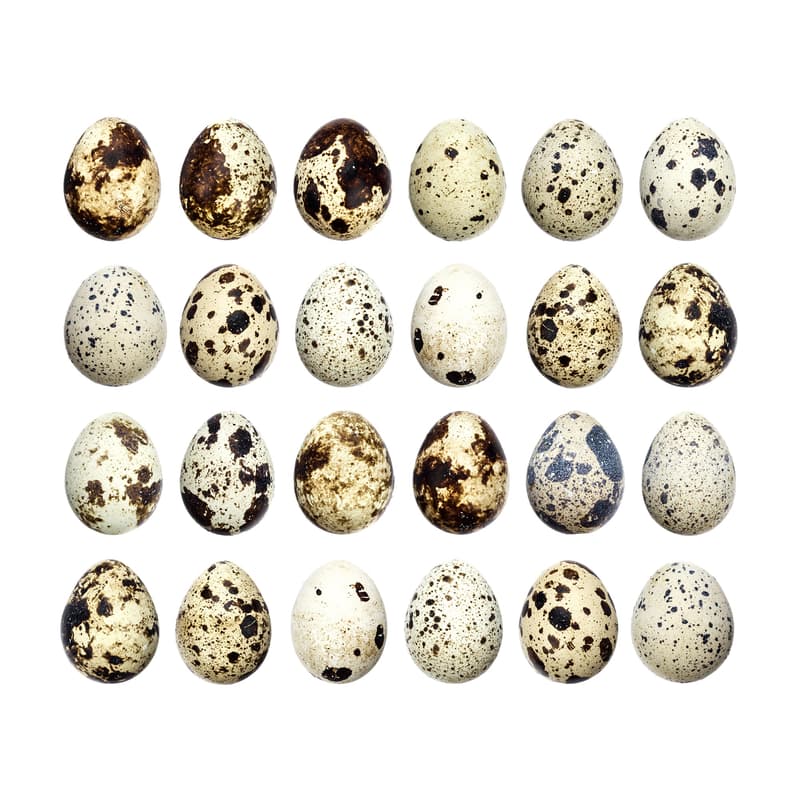 Cool Keys 24 Quail Eggs