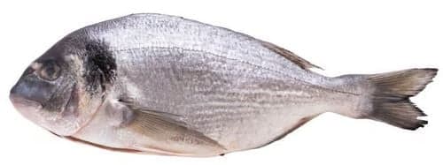 SEA BREAM GOUTTED