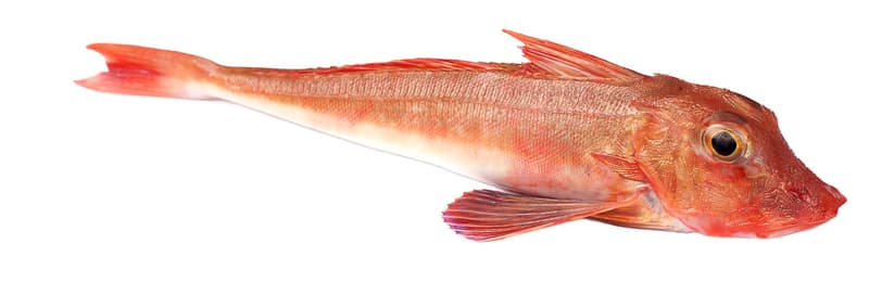 Dayseaday Randunica de mare rosie eviscerata