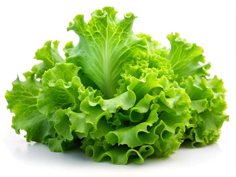 Curly lettuce
