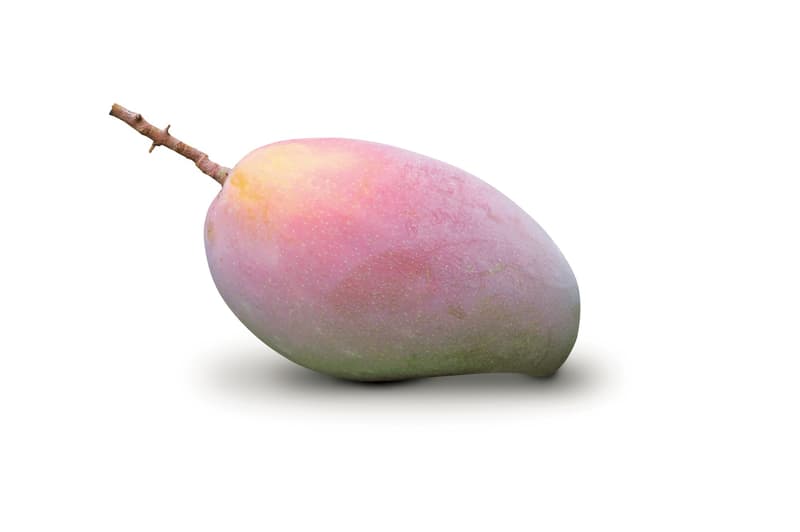 Mango Osteen din Sicilia