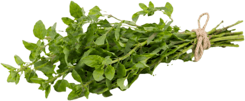 Ferma Sarai (in ECO conversion)Fresh Oregano link