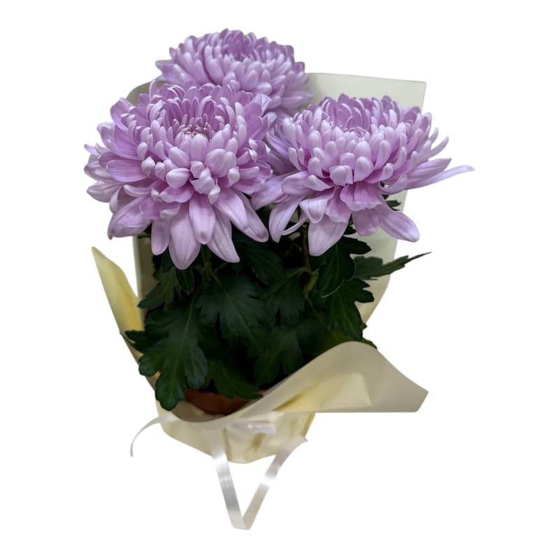 Chrysanthemum in orange rope pot
