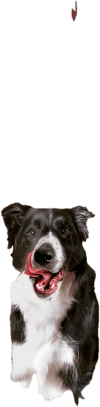 Pedigree Ranchos Cubes Recompense pentru caini, cu vita