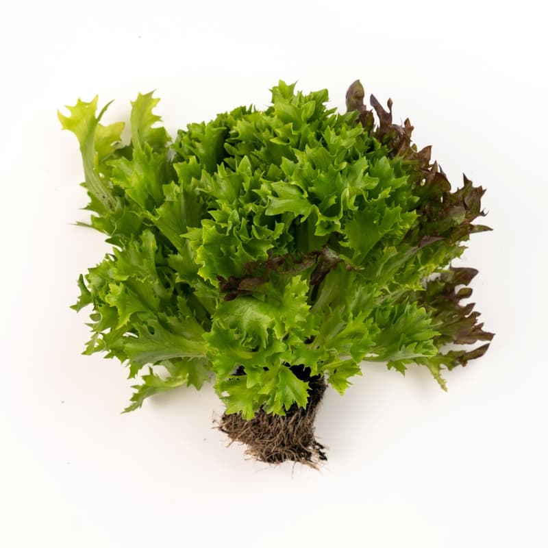 Ferma Lolita Salanova mixta cu radacina