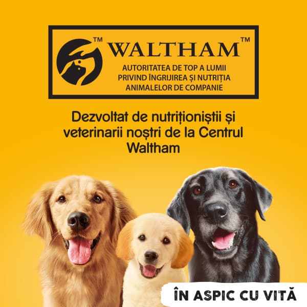 Pedigree Hrana umeda pentru caini adulti cu bucati de vita in jeleu