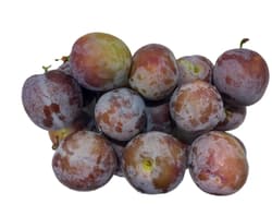 Dealul Sofiei ECO Prune rotunde