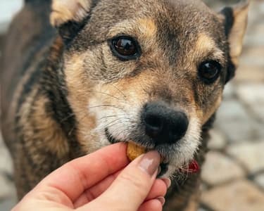 Gustare din ton pentru câini