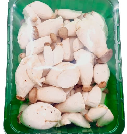 Ciuperci mini king oyster