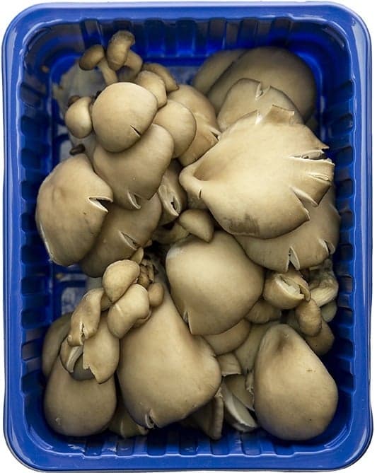 Pleurotus Romania Mushrooms in a Box