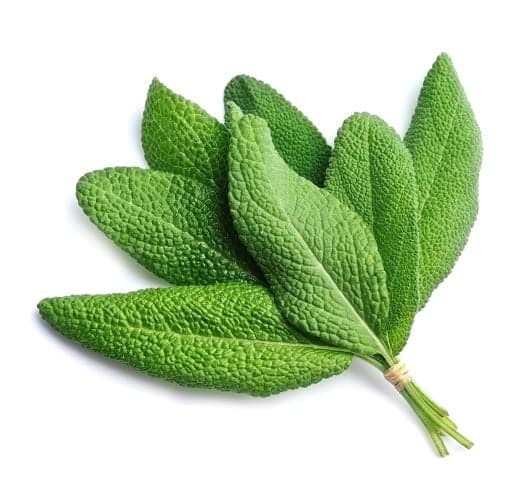 Nasul Rosu ECO Salvie