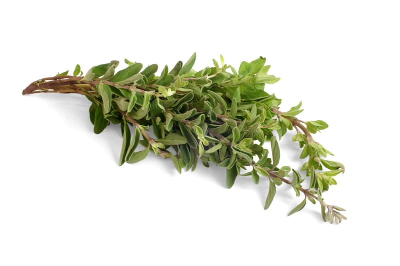 Dried thyme bunch