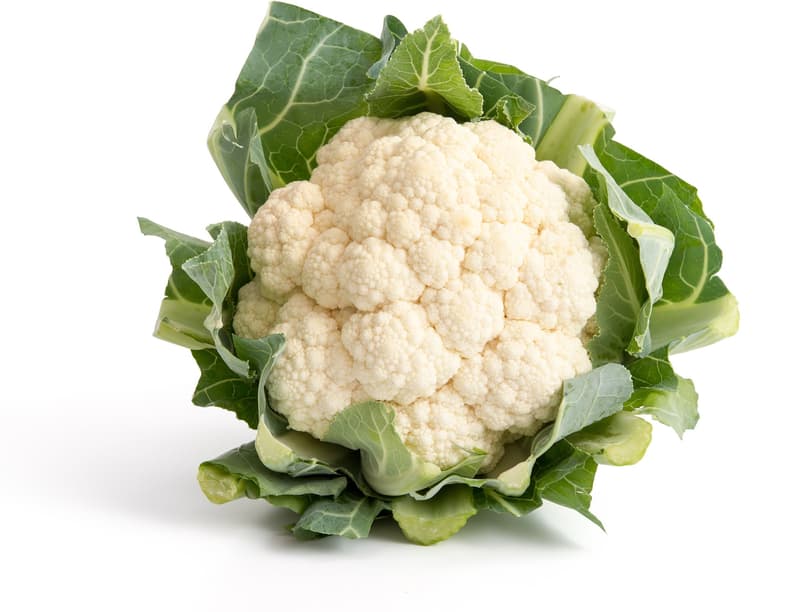 ECO Conopida 600 GR+